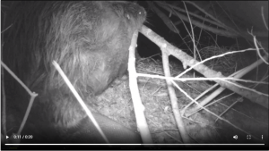 Opazovanje bobrov z nočno kamero 